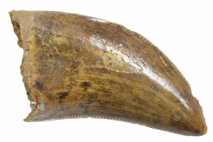 Serrated, Tyrannosaur (Nanotyrannus) Tooth - Wyoming #357062